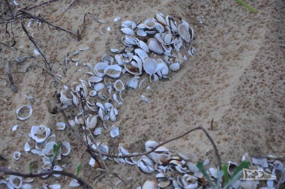As conchas que formam os enormes sambaquis de quase 5 mil anos de idade, no Farol de Santa Marta, litoral sul de Santa Catarina